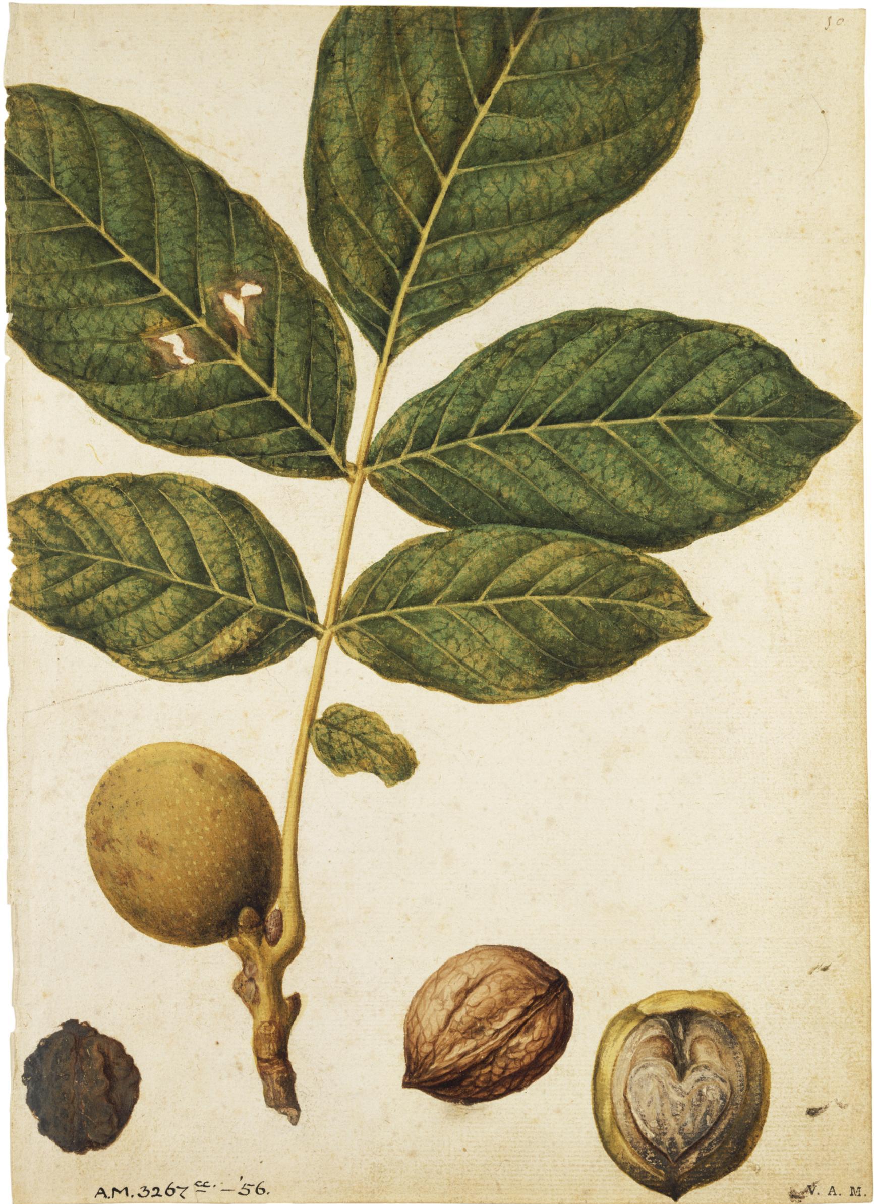 Nueces